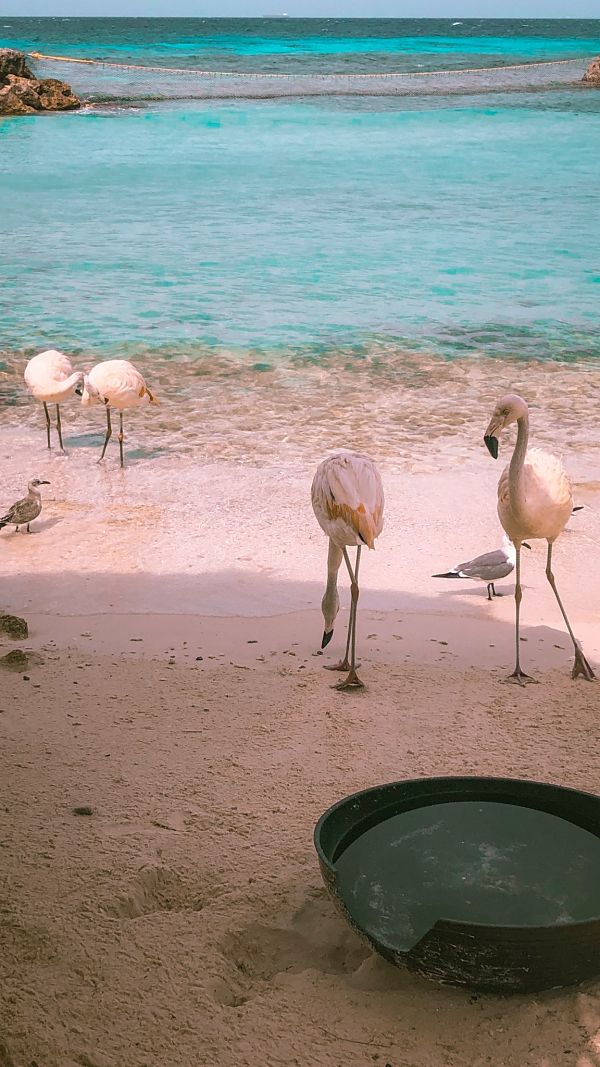 The flamingos on De Palm Island!
