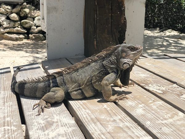 iguanas in aruba