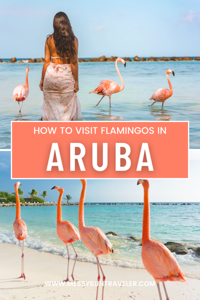how to visit flamingos in Aruba