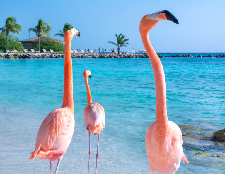 flamingos in Aruba