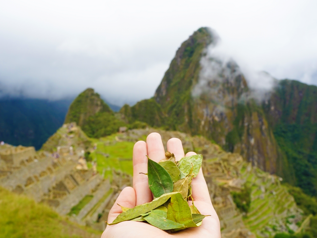 coca leaves sacrifice